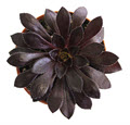 Zwartkop Aeonium